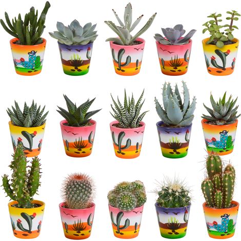 Lot de 15 Cactus et Plantes Succulentes en Pots Mexicains Peints à la Main, Ø 5,5 cm - PANGIVO (1/5)