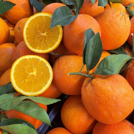 PIANTA DI ARANCIO NAVEL in fitocella - età 2/3 anni (foto reali)