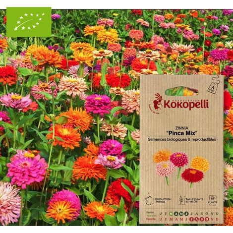 Zinnia Pinca Mix- Graines bio à semer (1/2)