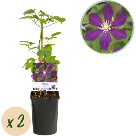 Clématite Mikelite Plante Grimpante à Fleurs Violettes et Blanches - Lot de 2 - Pot 11cm H40cm - PANGIVO (1/4)