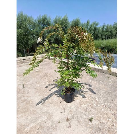 LAGERSTROEMIA INDICA TOUFFE 30 ACOMA
