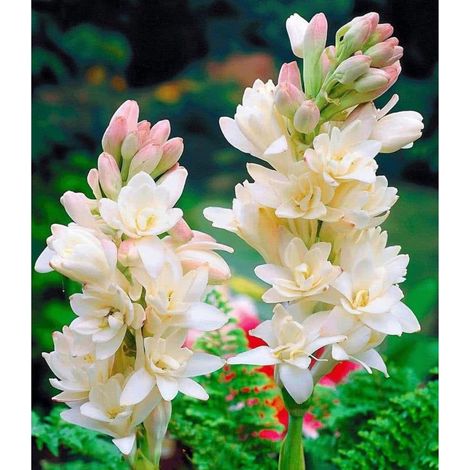 Tubéreuse - Plante vivace parfumée et facile à cultiver, idéale pour les fleurs coupées et les jardins extérieurs - À base de rhizome