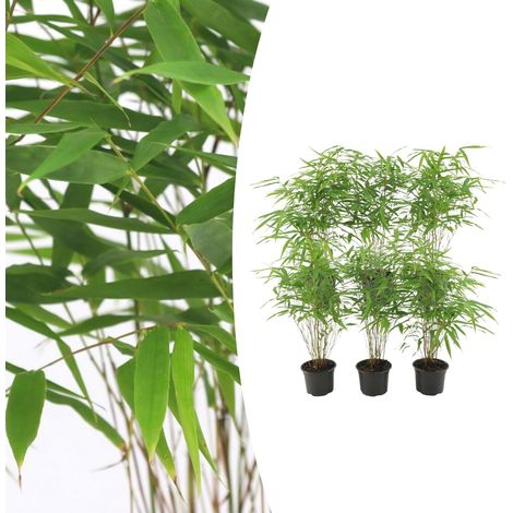 Lot de 6 Bambous Fargesia Rufa Non Traçants Ø 13 cm Hauteur 25 cm pour Haie et Terrasse - PANGIVO (1/5)