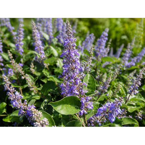 Gardenaria Vitex 'Chicagoland Blues' - Arbusto ornamentale da giardino - Altezza: 40/50 cm (vaso18) (1/2)