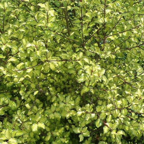 Pittosporum Abbotsbury Gold, Pittospore/Pot de 3L - 20/40 cm