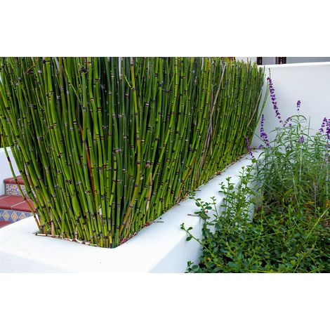 Gardenaria Coda di Cavallo - Equisetum hyemale - Graminacea ornamentale da esterno - Altezza: 60 cm (vaso 17) (1/3)
