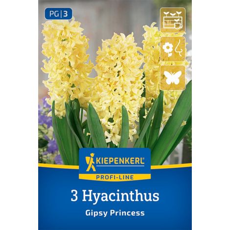 Kiepenkerl Herbstblumenzwiebel Hyazinthen Gipsy Princess 3 Stück (1/2)