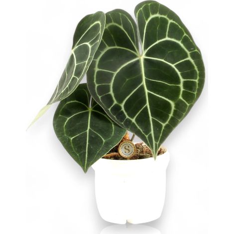 Gardenaria Anthurium clarinervium - Pianta da interno ornamentale - Altezza: 30 cm (vaso 12) (1/5)