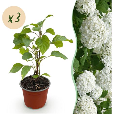 Hortensia Annabelle (Hydrangea arborescens) - Lot de 3 arbustes fleurs blanches - Pot 12cm - PANGIVO (1/5)