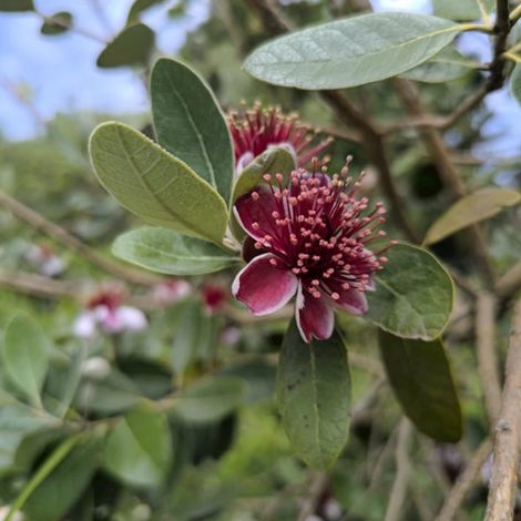 Goyavier du Brésil Gemini, Acca, Feijoa/Pot de 7,5L - 60/80 cm
