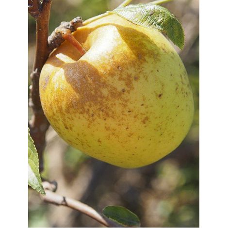 Pommier 'Museau de Lièvre ' Pot de 7,5L/10L, Gobelet