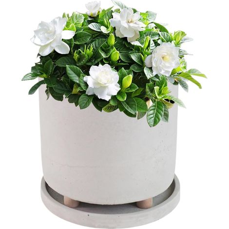 Blumentopf mit Beinen moderner Blumentopf mit Untersetzer