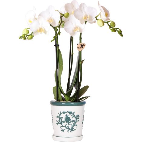 Orchidée Blanche Phalaenopsis avec Cache-Pot en Céramique Vert Ø 9 cm Plante Fleurie d'Intérieur - PANGIVO (1/3)