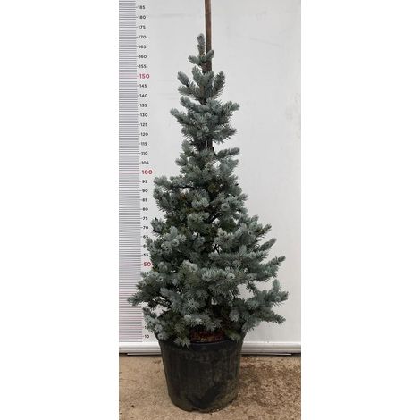 PIANTA DI PICEA PUNGENS HOOPSII VASO CLT 40 H. 150/170 (foto reale) ABETE BLU