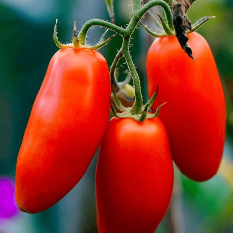 Plant de tomate Cornabel type Andine Cornus/Godet