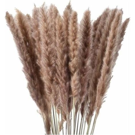 30 x herbe de pampa séchée naturelle – fleurs séchées (1/4)