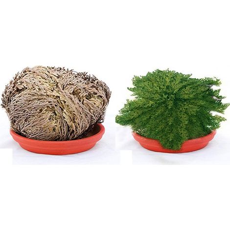 OFFERTA 15 PIANTE DI ROSA DI JERICHO