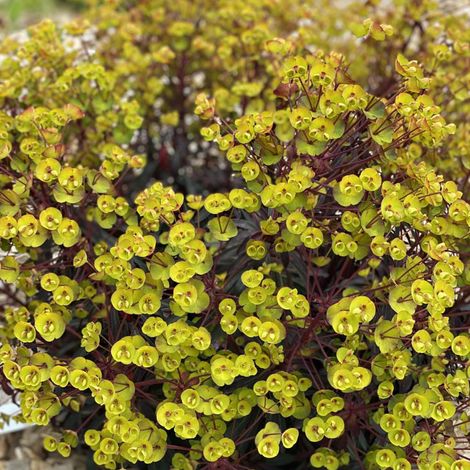 Euphorbe 'Miners Merlot' Godet de 8/9 cm (1/2)