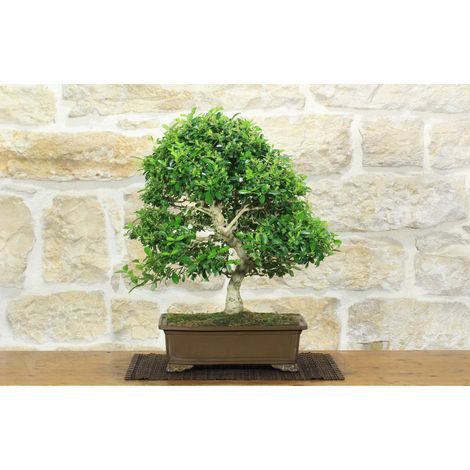 Bonsai di Ligustro Obtusifolium (1). (1/5)