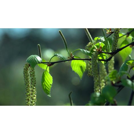 Betulla bianca alba "Betula pendula" pianta in vaso 2 litri cm h. 150/180 cm 150/180 cm 2 Litri - Select 2: 2 Litri - Select 1: 150/180 cm