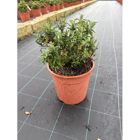 BUDDLEJA DAVIDII BUTTERFLY CANDY LITTLE TOUFFE 24 LILA