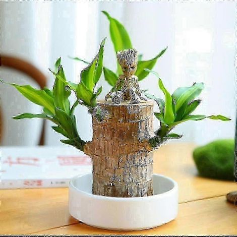 Mini Bois Porte-Bonheur du Brésil - Bambou magique à germination - Bois Porte-Bonheur hydroponique - Mini plante en pot - Idéal pour le bureau d'intérieur (1/2)