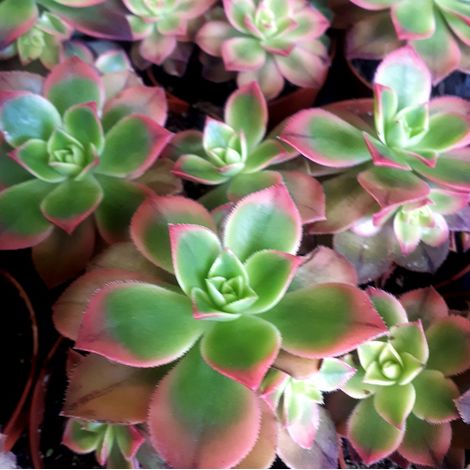 Planta Crasa Aeonium Tricolor Kiwi