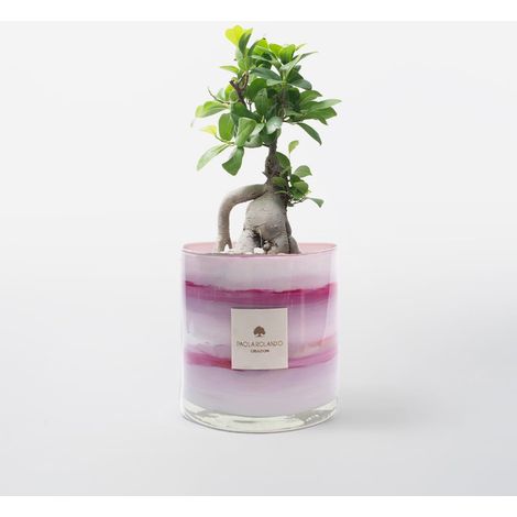 Ficus Ginseng Bonsai dans un pot en verre décoré à la main effet marbre H 15 cm - Lilas