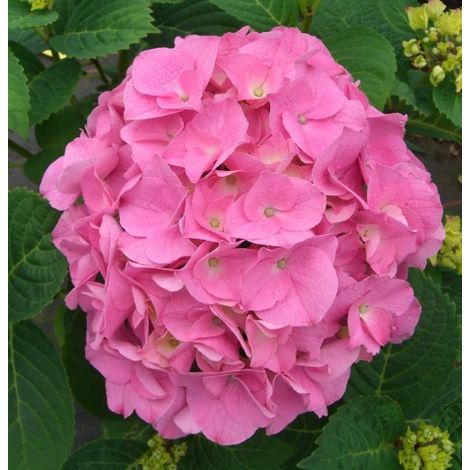 Ortensia "Hydrangea macrophylla Early Pink" pianta in vaso ø12 cm
