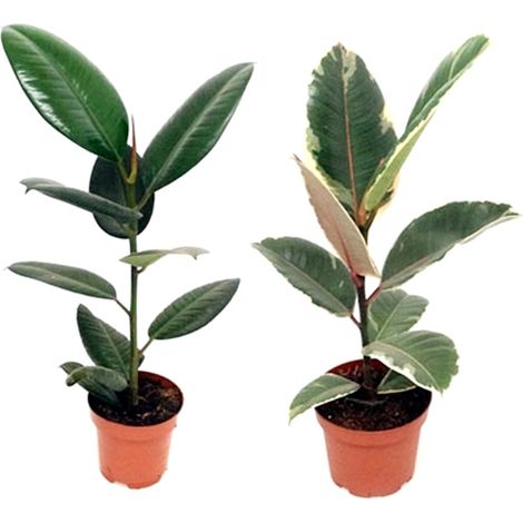 Planta Natural Ficus Robusta en Maceta M13