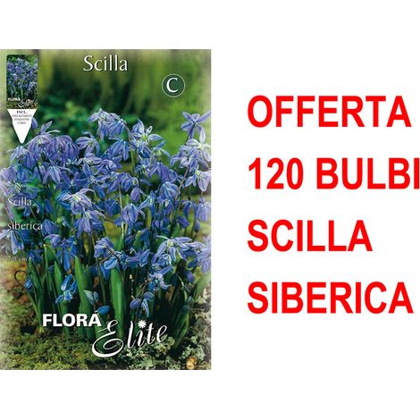 OFFERTA 120 BULBI AUTUNNALI SCILLA SIBERICA BULBS BULBES