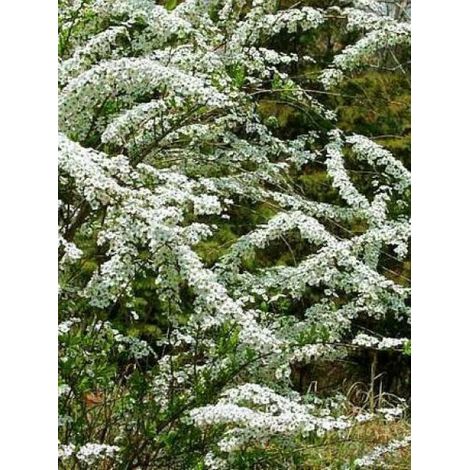 Spirée de Thunberg Pot de 3L/4L (1/4)
