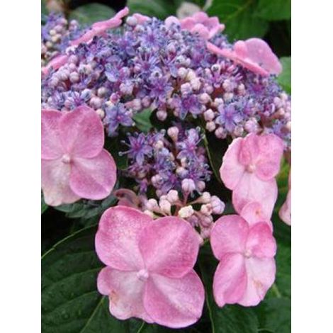 Hortensia 'Endless Summer'® Twist-N-Shout Pot de 12L/15L (1/5)