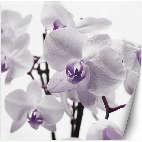 Fototapete, Lila Orchidee mit Tau auf den Blütenblättern – 300x300 (1/5)