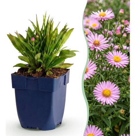 Aster d'Automne Wood's Pink Plante Vivace Mellifère Fleurs Roses Pot 11 cm 15-25 cm - PANGIVO (1/5)