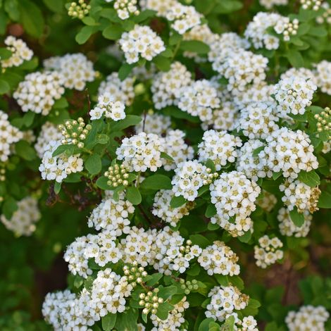 Spirée vanhouttei - Spiraea vanhouttei 60/80 cm Pot 3L (1/4)