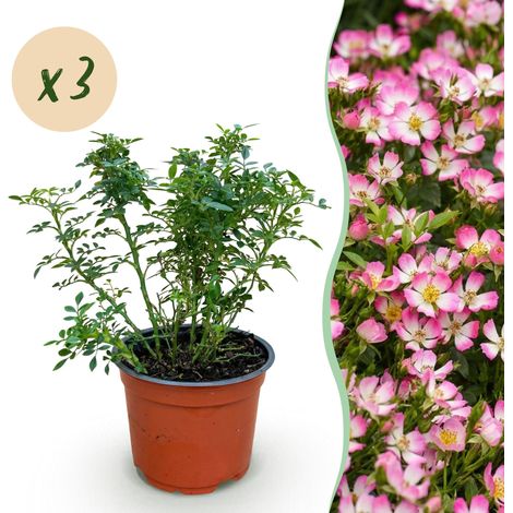 Rosier Rosa Cutie Pie - Lot de 3 Plantes - Fleurs Roses Parfumées - Pot 12 cm - Hauteur 20-25 cm - PANGIVO (1/5)