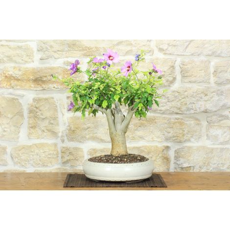 Bonsai di Hibiscus Syriacus (6) (1/5)