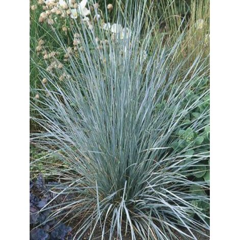 Avoine vivace Godet de 8/9 cm