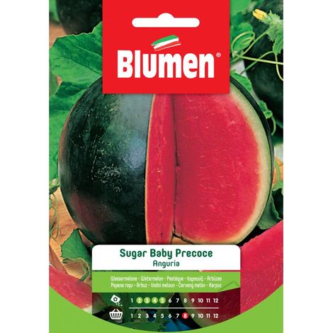 SEMI ANGURIA SUGAR BABY PRECOCE BLUMEN (1/2)