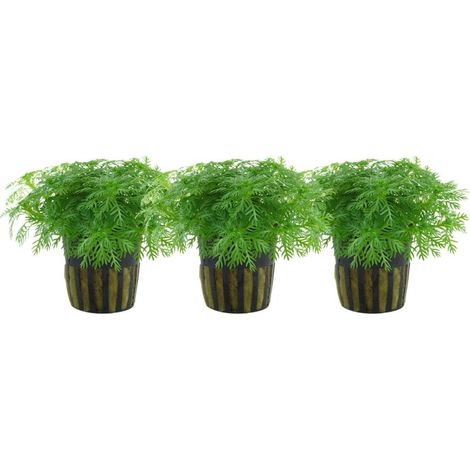 Aquarium Pflanze 3 Stück Hottonia palustris Wasserpflanze Topf Nr.027 Set