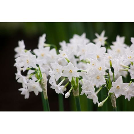 bulbi di NARCISI PAPERWHITE 13/14