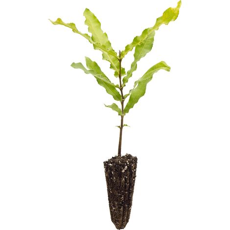 Macadamia integrifolia - noce di Macadamia - alveolo forestale (1/2)
