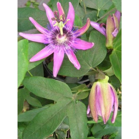 Passiflore 'Violacea' Pot de 2L/3L (1/2)