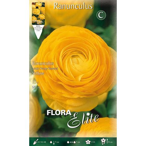 RANUNCOLO ASIATIC YELLOW (CONFEZIONE DA 10 BULBI)