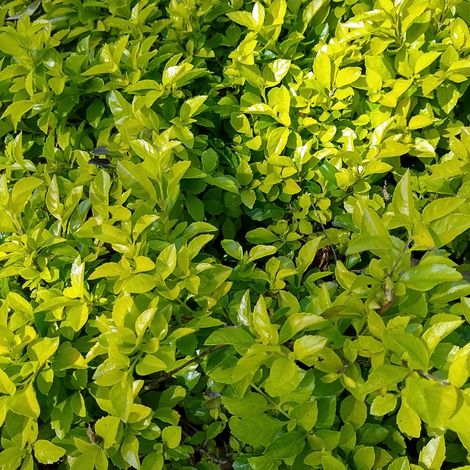 Laurier cerise Ani - Prunus laurocerasus Ani 60cm en pot