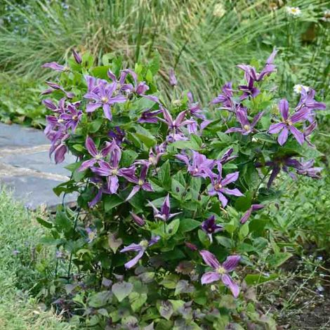 Clématite SAPHYRA® Estrella 'Cleminov27'/Pot de 1,5L - Tuteur bambou 30/60 cm (1/4)
