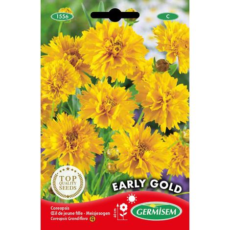 Graines Œil de jeune fille EARLY GOLD