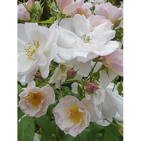 Rosier grimpant 'Sourire d'Orchidée' Pot de 4L/5L (1/2)