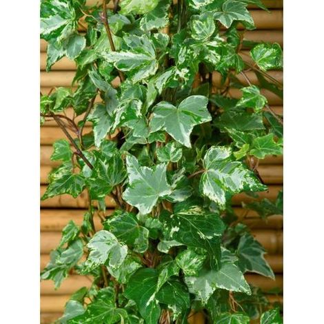 Hedera helix ‘Kolibri’ – Lierre ornemental persistant panaché compact (1/4)